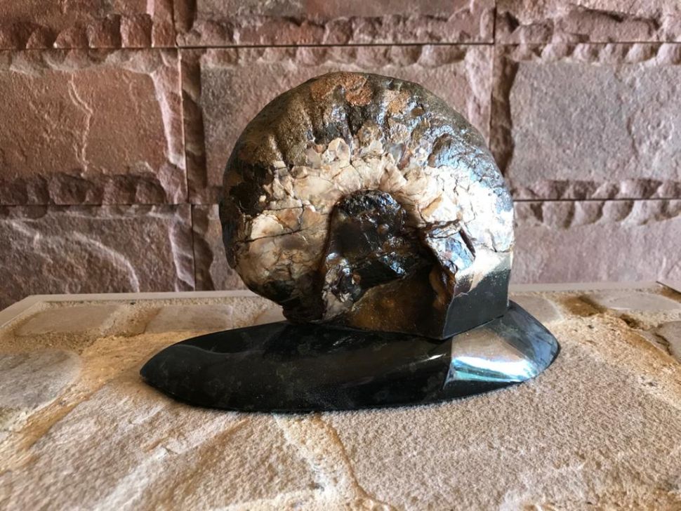 Аммонит 2 Изображение №1