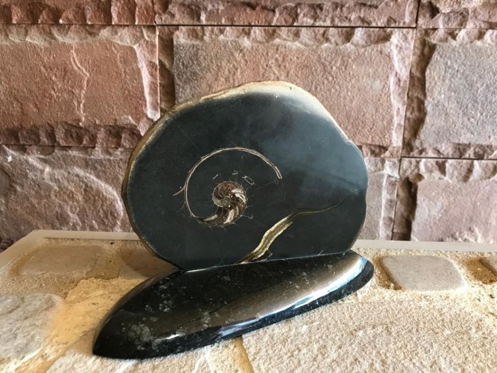 Аммонит 2 Изображение №2